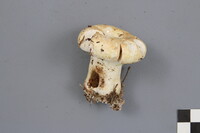 Lactarius deceptivus image